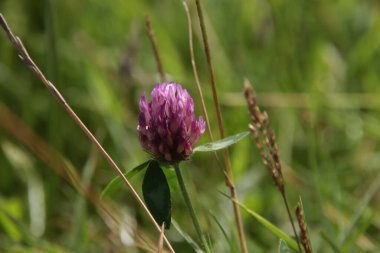 Trifolium pratense, çim tarlasında kırmızı yonca bisiklet şeridi boyunca