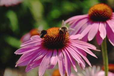 Echinacea purpurea çiçekleri, halka açık alanlarda arılar Nieuwerkerk 'in sokaklarında çiçek açıyor.