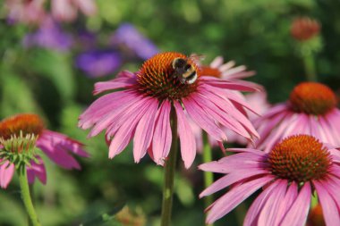 Echinacea purpurea çiçekleri, halka açık alanlarda arılar Nieuwerkerk 'in sokaklarında çiçek açıyor.