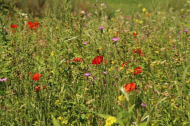 Nieuwerkerk aan den IJssel 'deki bir hendek boyunca papatya ve gelincikler gibi yabani çiçekler.