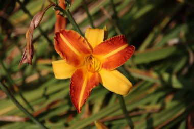 Hollanda 'nın Nieuwerkerk aan den IJssel caddelerinde çiçek tarhında sarı ve kırmızı zambak