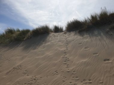 Hollanda 'daki Noordwijk' in kumullarında marram otları Kuzey Denizi kıyısında