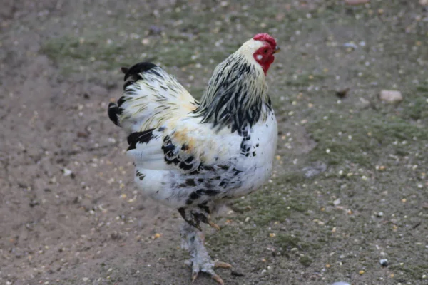 Csirkéket Kakasokat Kiscsibéket Etetnek Landgoed Loo Állatkertjében — Stock Fotó