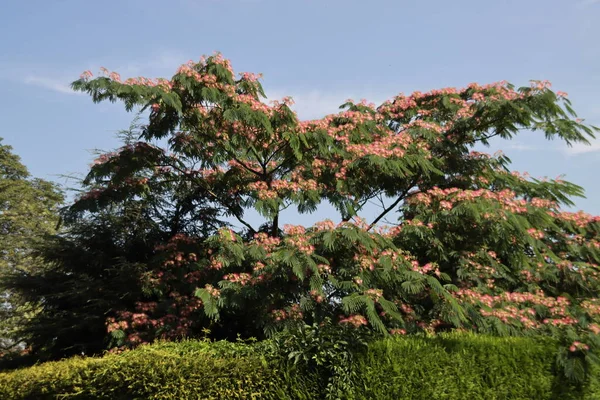 Albizia julibrissin Boubri ya da Ombrella ağacı yaz boyunca kabarık pembe ve beyaz çiçeklerle