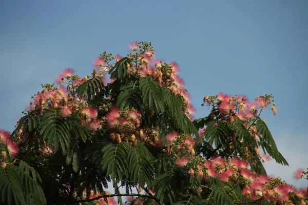 Albizia Julibrissin Boubri Oder Ombrella Baum Mit Flauschigen Rosa Und — Stockfoto