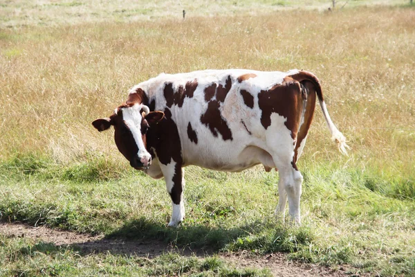Svartvita Och Rödvita Kor Betesmark Holstein Friesras Nederländerna Sommaren — Stockfoto