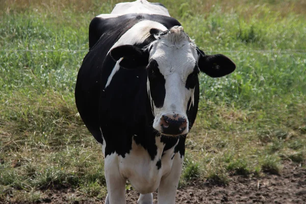 Svartvita Och Rödvita Kor Betesmark Holstein Friesras Nederländerna Sommaren — Stockfoto