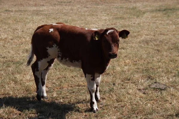 Vaches Noires Blanches Rouges Blanches Dans Pâturage Race Holstein Friesian — Photo