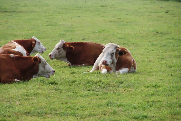 Vaches Noires Blanches Rouges Blanches Dans Pâturage Race Holstein Friesian — Photo