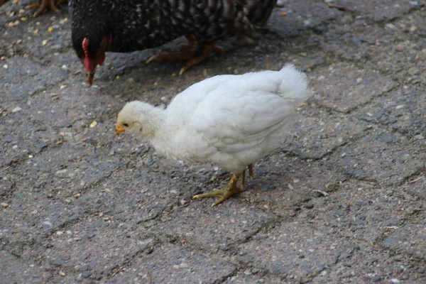 Kippen Haan Kleine Kuikens Worden Gevoerd Een Kinderboerderij Landgoed Loo — Stockfoto