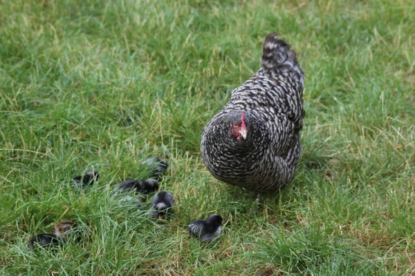 Kippen Haan Kleine Kuikens Worden Gevoerd Een Kinderboerderij Landgoed Loo — Stockfoto