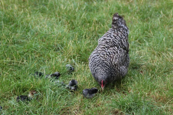 在Landgoed Loo的一个爱抚动物的动物园里喂养小鸡 公鸡和小鸡 — 图库照片