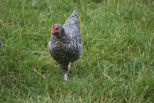 Galinhas Galos Pintos Pequenos São Alimentados Zoológico Landgoed Loo — Fotografia de Stock