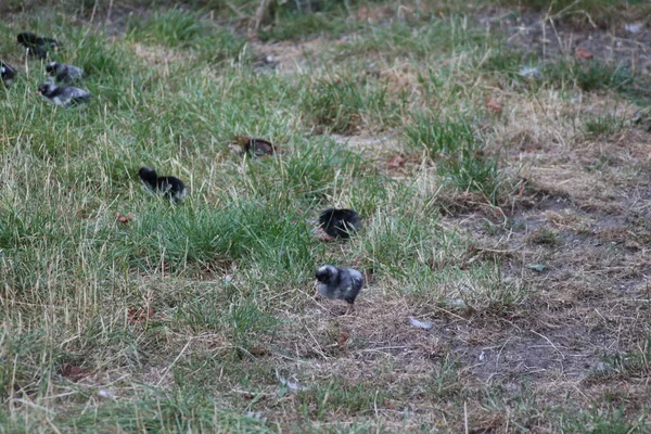 Kycklingar Tuppar Och Små Kycklingar Utfodras Djurpark Vid Landgoed Loo — Stockfoto