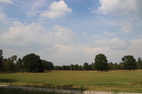 Fialová Vřes Začíná Kvést Konci Léta Wezepsche Heide Přírodní Rezervaci — Stock fotografie