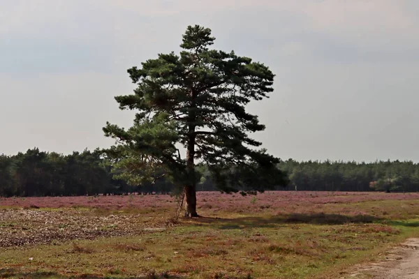 Bruyère Pourpre Commence Fleurir Fin Été Sur Wezepsche Heide Dans — Photo