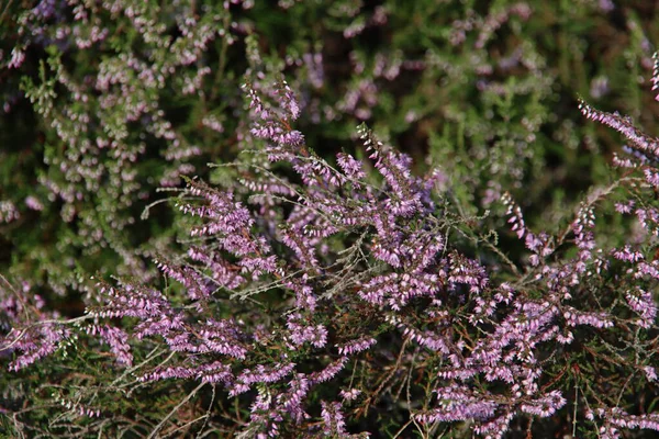 夏の終わりにオランダのヴェルー自然保護区のWezepsche Heideで紫色の羽が咲き始めます — ストック写真
