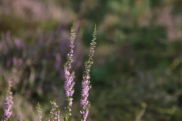 Фіолетовий Верес Починає Цвісти Кінці Літа Wezepsche Heide Природному Заповіднику — стокове фото