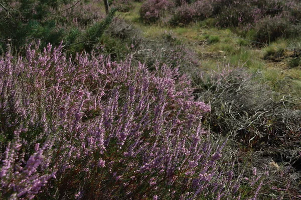 Fioletowe Wrzosy Zaczynają Kwitnąć Pod Koniec Lata Wezepsche Heide Rezerwacie — Zdjęcie stockowe