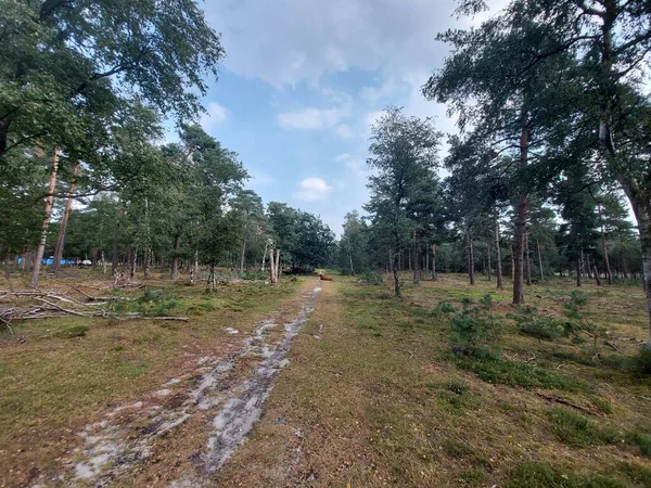 Urze Roxa Começa Florescer Final Verão Wezepsche Heide Reserva Natural — Fotografia de Stock