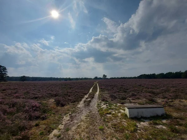 夏の終わりにオランダのヴェルー自然保護区のWezepsche Heideで紫色の羽が咲き始めます — ストック写真