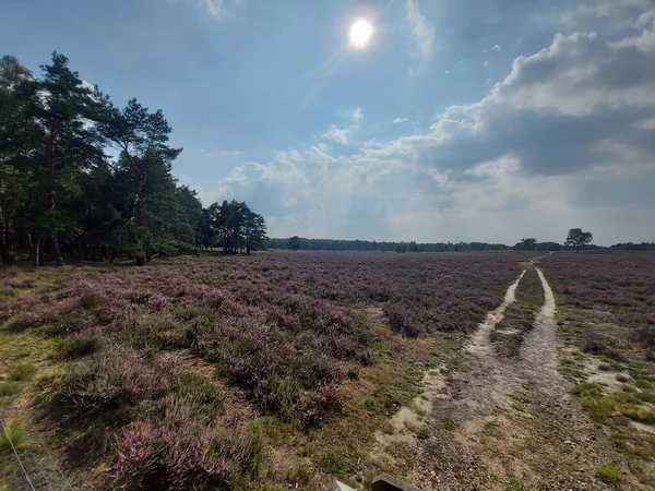 Fialová Vřes Začíná Kvést Konci Léta Wezepsche Heide Přírodní Rezervaci — Stock fotografie