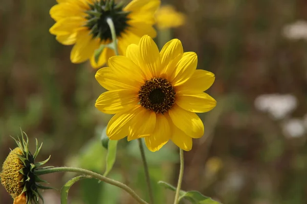 Yellow sunflower in the sun at wild flower bed in the netherlands for better environment