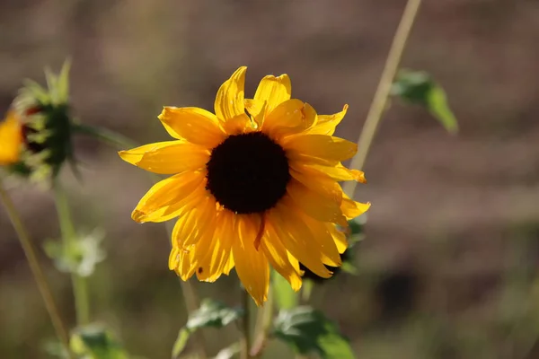 Yellow sunflower in the sun at wild flower bed in the netherlands for better environment
