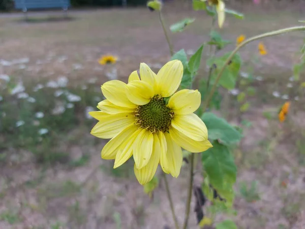 Yellow sunflower in the sun at wild flower bed in the netherlands for better environment