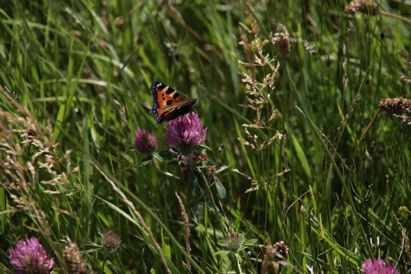 Trifolium Pratense Trevo Vermelho Com Borboleta Nas Terras Baixas — Fotografia de Stock