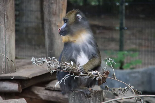 Mandrill Mandrillus Sphinx Zoológico Ouwehand Los Países Bajos — Foto de Stock