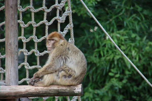 Macaco Barbarie Zoológico Ouwehand Los Países Bajos — Foto de Stock