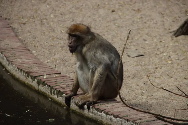 Macaco Bárbaro Jardim Zoológico Ouwehand Nos Países Baixos — Fotografia de Stock
