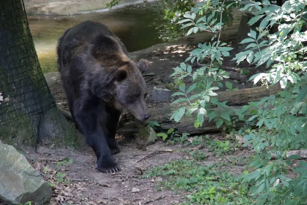 Малайский Медведь Зоопарке Оуханд Нидерландах — стоковое фото