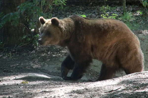 Бурый Медведь Ursus Arctos Зоопарке Оуханд Нидерландах — стоковое фото