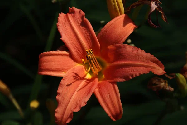 Orange Lily Kwiat Łóżko Parku Publicznym Nieuwerkerk Aan Den Ijssel — Zdjęcie stockowe