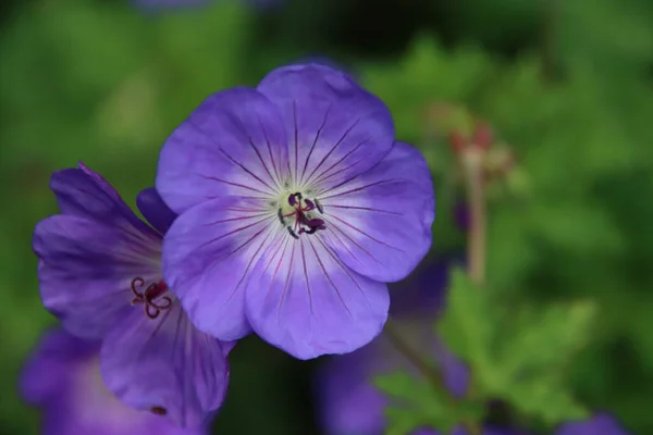 Cranesbill Geranium Rozanne Ibolyaszínben Nyilvános Virágágyásban Hollandia Utcáin — Stock Fotó