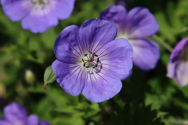 Cranesbill Geranium Rozanne Ibolyaszínben Nyilvános Virágágyásban Hollandia Utcáin — Stock Fotó