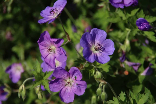 Cranesbill Geranium Rozanne Ibolyaszínben Nyilvános Virágágyásban Hollandia Utcáin — Stock Fotó