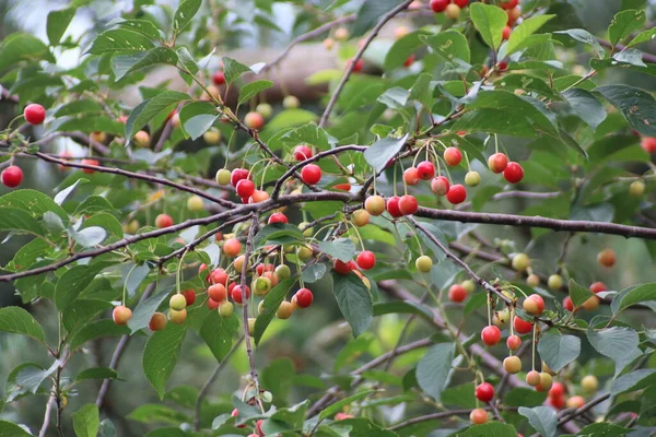 Cerejas Rasgando Uma Árvore Cores Verdes Vermelhas Antes Pássaros Comê — Fotografia de Stock