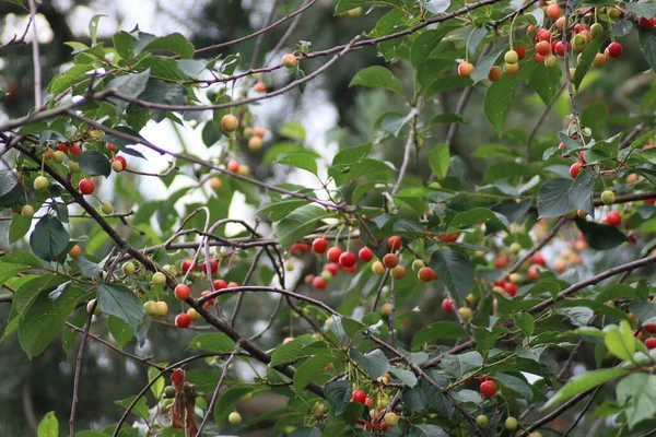 Riping Cherries Tree Green Red Colors Birds Eat Them — Stock Photo, Image