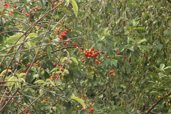 Riping Cherries Tree Green Red Colors Birds Eat Them — Stock Photo, Image