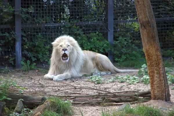 Light Colored Male Lionin Ouwehand Zoo Netherlands — Stock Photo, Image