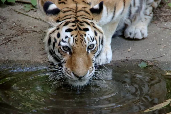 Амурский Сибирский Тигр Зоопарке Оуханд Нидерландах — стоковое фото