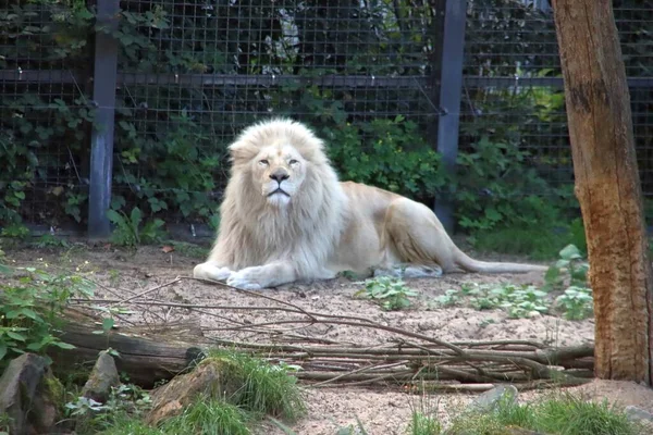 Helles Löwenmännchen Ouwehand Zoo Den Niederlanden — Stockfoto