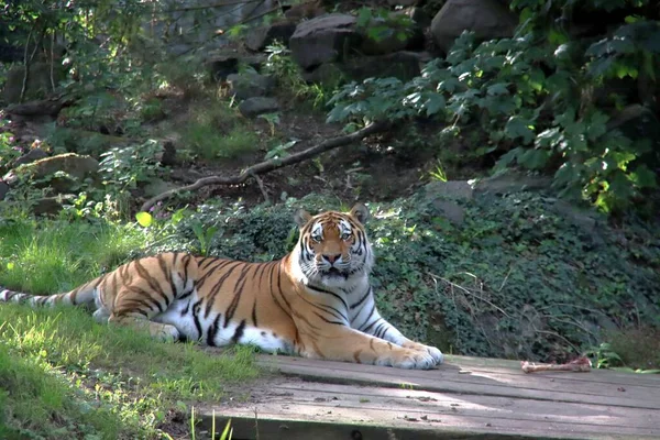 Amur Oder Sibirischer Tiger Ouwehand Zoo Den Niederlanden — Stockfoto
