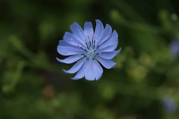 Common Chicory Blue Color Rain Drops Morning Dew — Stock Photo, Image