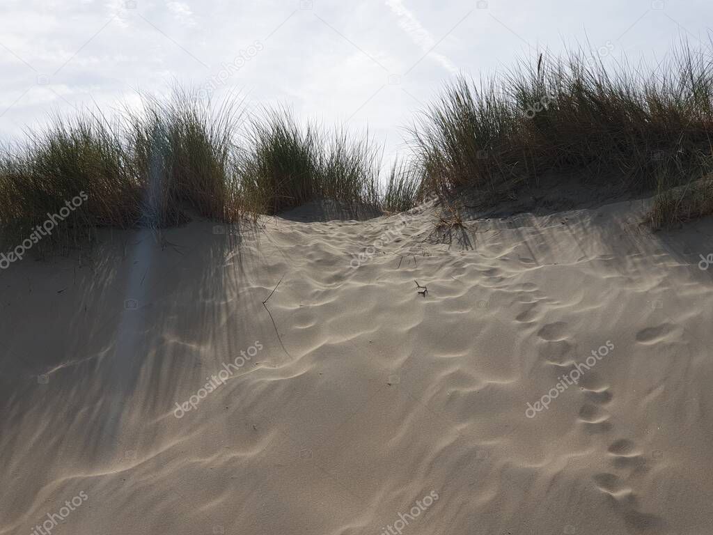 marram grass in the dunes at Noordwijk in the Netherlands at the North Sea Coast