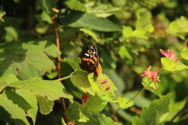 Hollanda 'da beyaz tuğlalı arka planda turuncu renkte zambak olmaz.