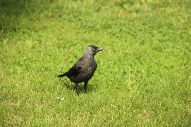 Kamu parkında çimen tarlasında siyah karga.